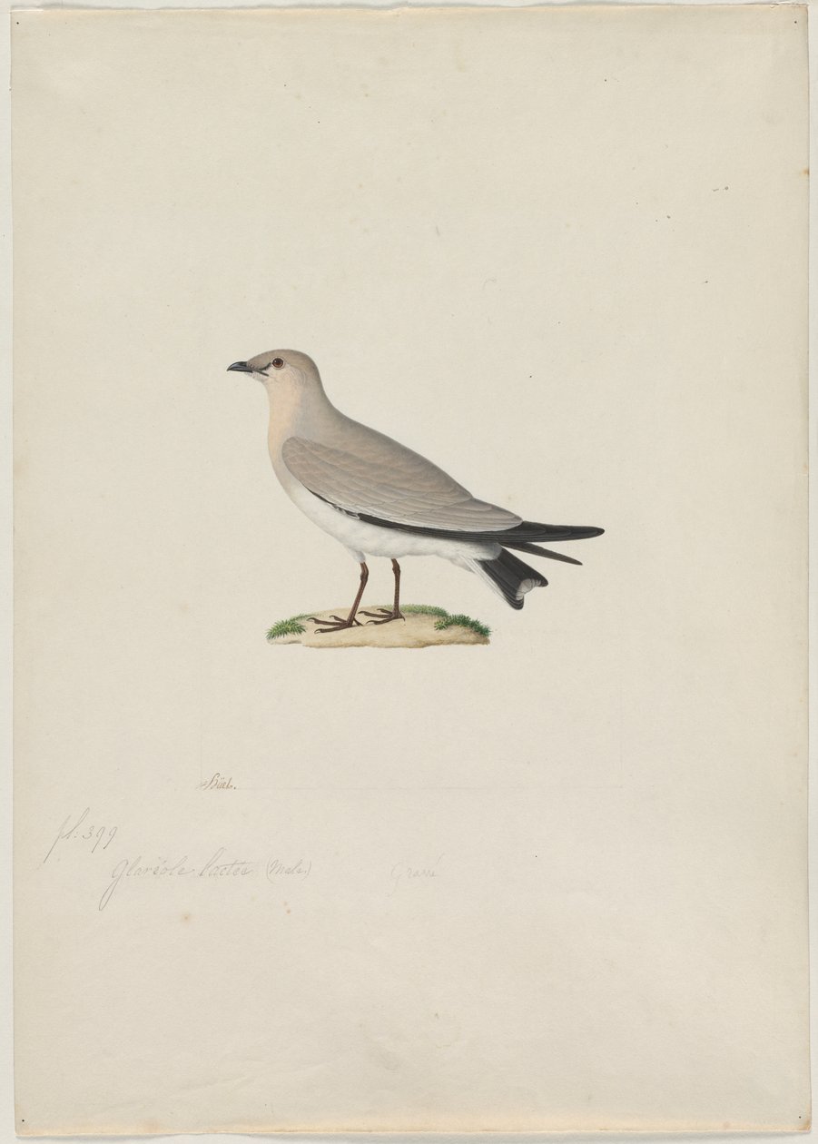 Pieni Pratincole Glareola lactea, 1800-luku. tekijältä Paul Huet