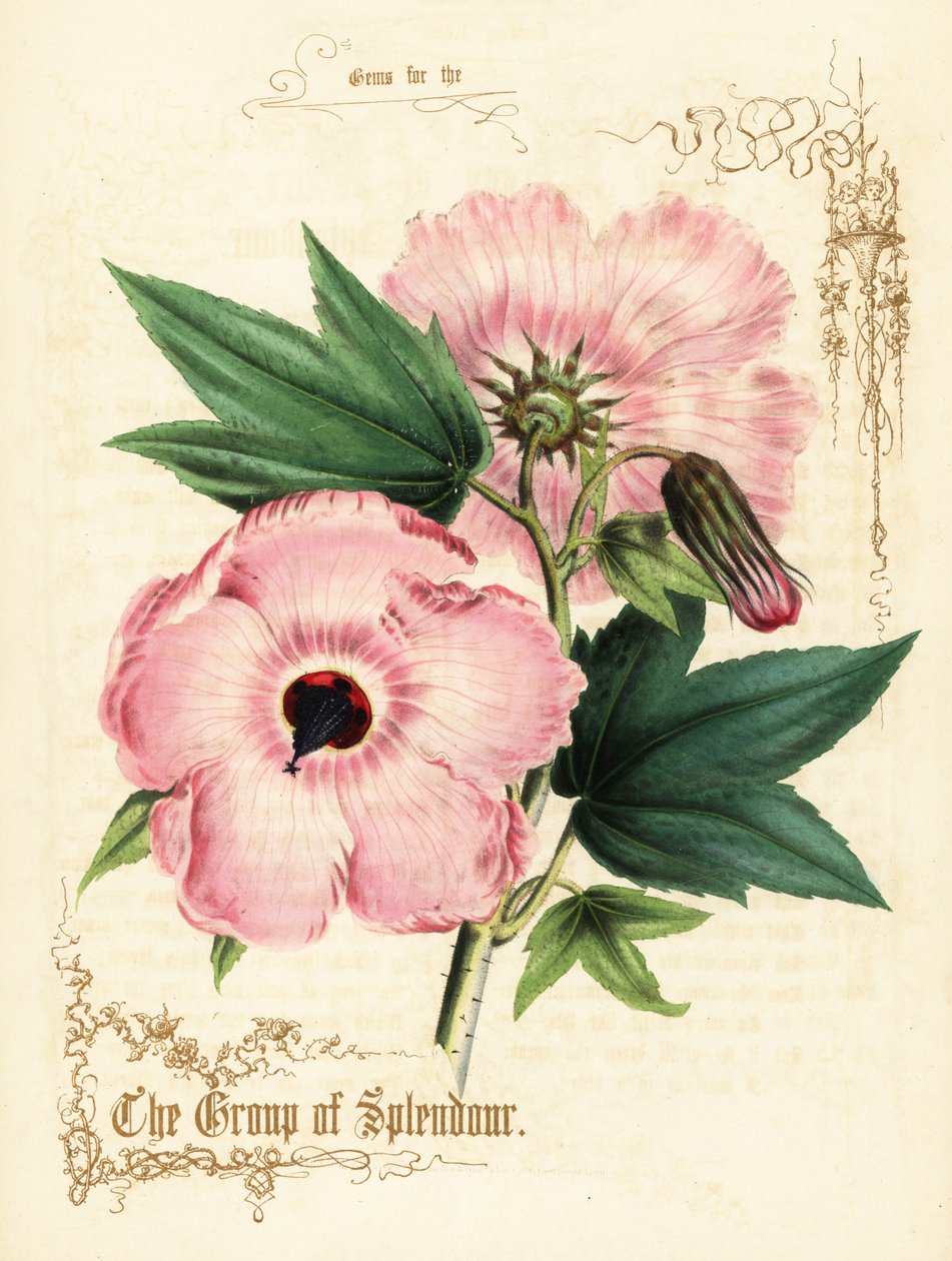 Vaaleanpunaiset hibiscus-kukat ja lehdet. tekijältä Paul Jerrard