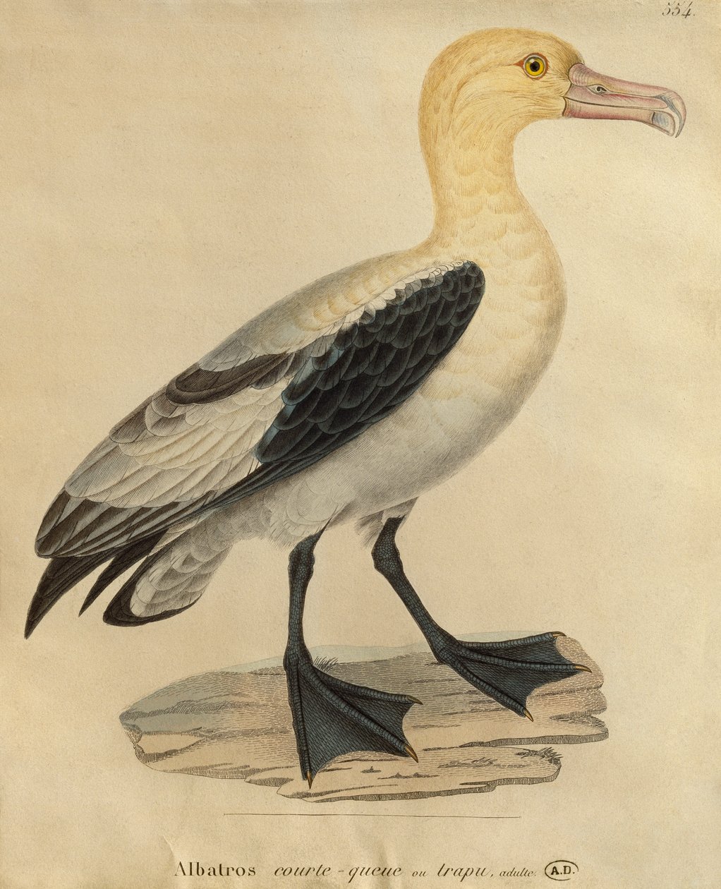 Albatrossi lyhyellä hännällä (värikaiverrus) tekijältä Paul Louis Oudart