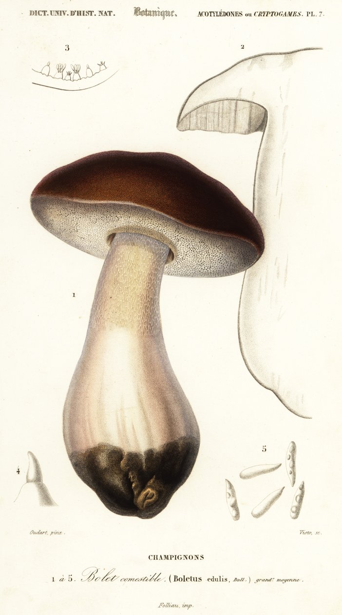Cep, penny pulla, porcino tai porcini, Boletus edulis. ,1849 (kaiverrus) tekijältä Paul Louis Oudart