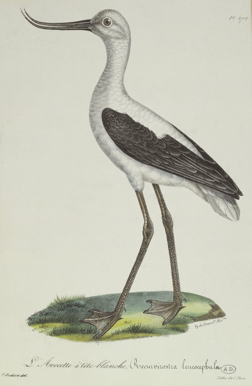 Valkopäinen avoketti, 1800-luvun alku (värikaiverrus) tekijältä Paul Louis Oudart