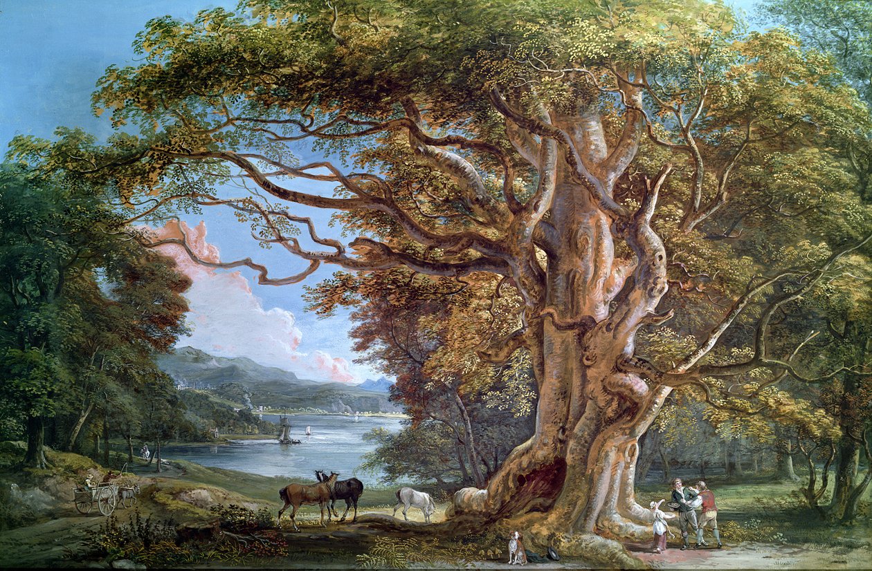 Vanha pyökki, 1794 tekijältä Paul Sandby