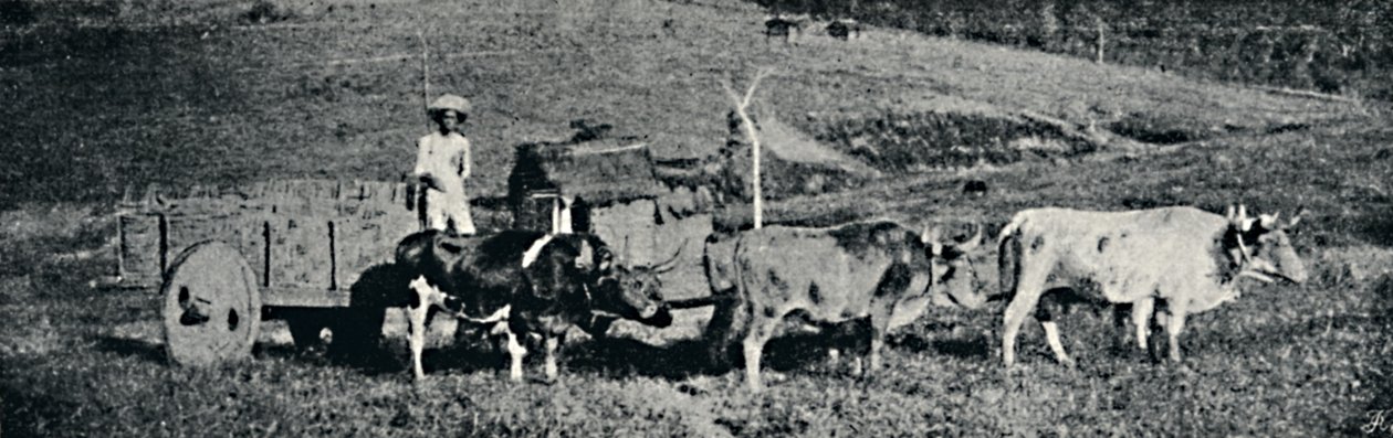 "Härkäkärryt", 1895 tekijältä Paulo Sack