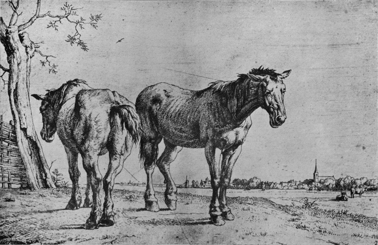 Kaksi aurahevosta, 1652 tekijältä Paulus Potter