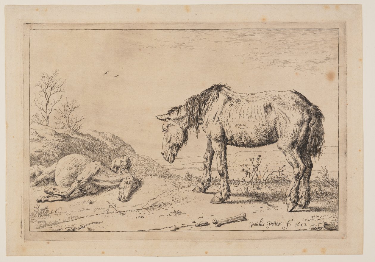 Kulunut hevonen, (La Mazette), sarjasta Hevoset (Series of Horses). tekijältä Paulus Potter