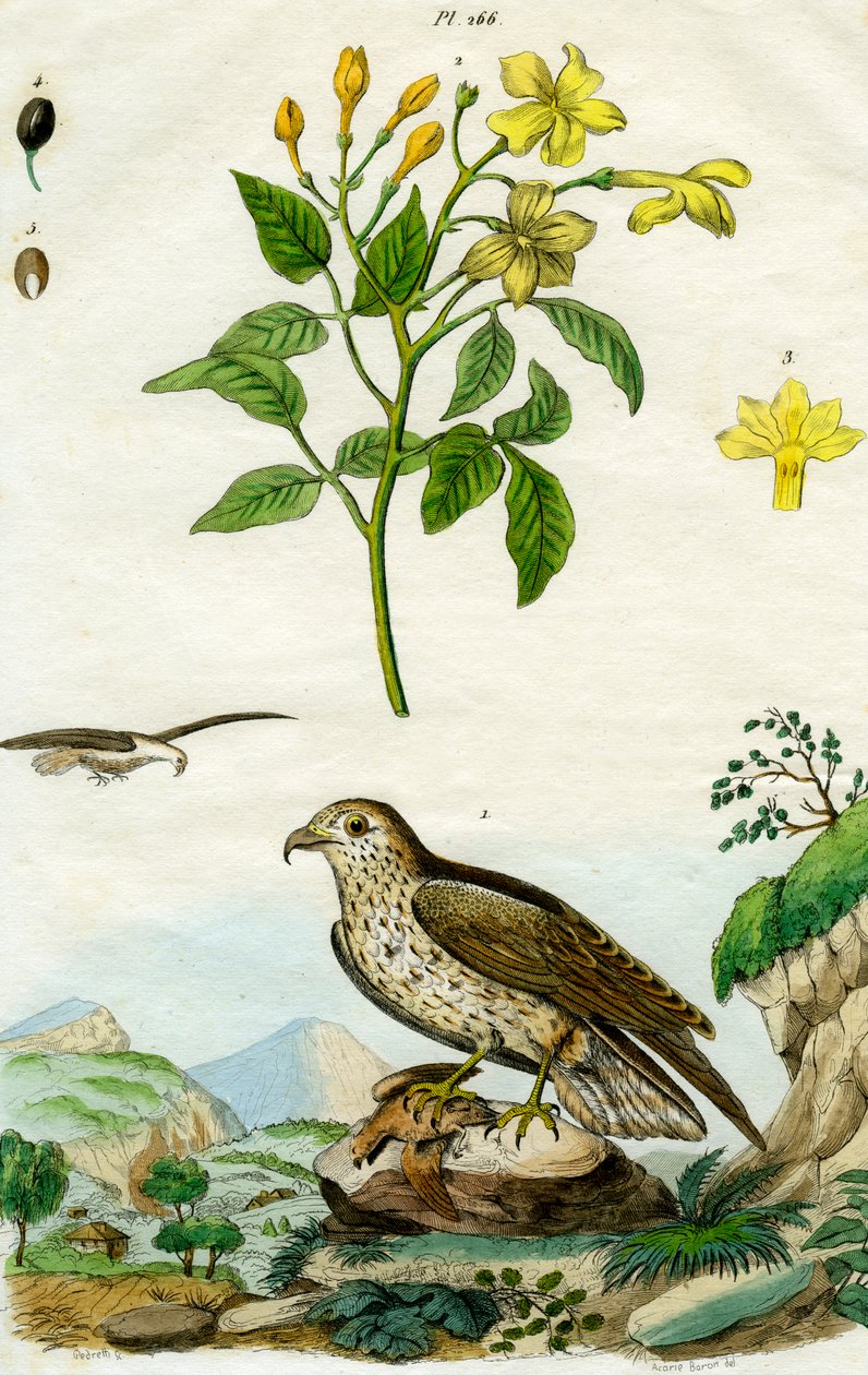 Jasmiini ja kotka, 1700- tai 1800-luku. tekijältä Pedretti