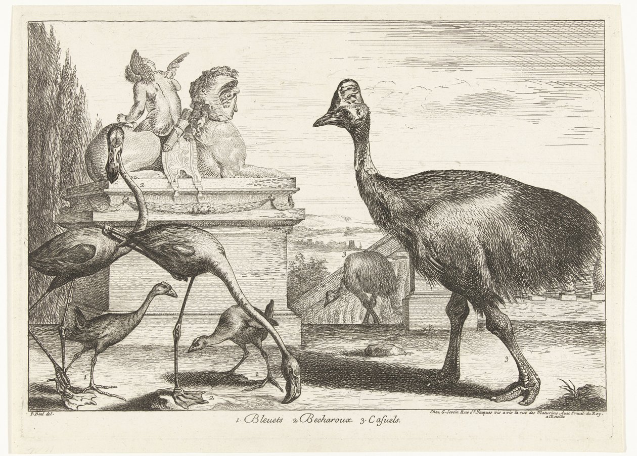Kasuat, violetti noki ja flamingot 1. Bleuets 2 Becharoux 3. Casuels (otsikko esineessä) Birds from the Menagerie of Versailles (sarjan nimi) tekijältä Peeter Boel (attributed to)