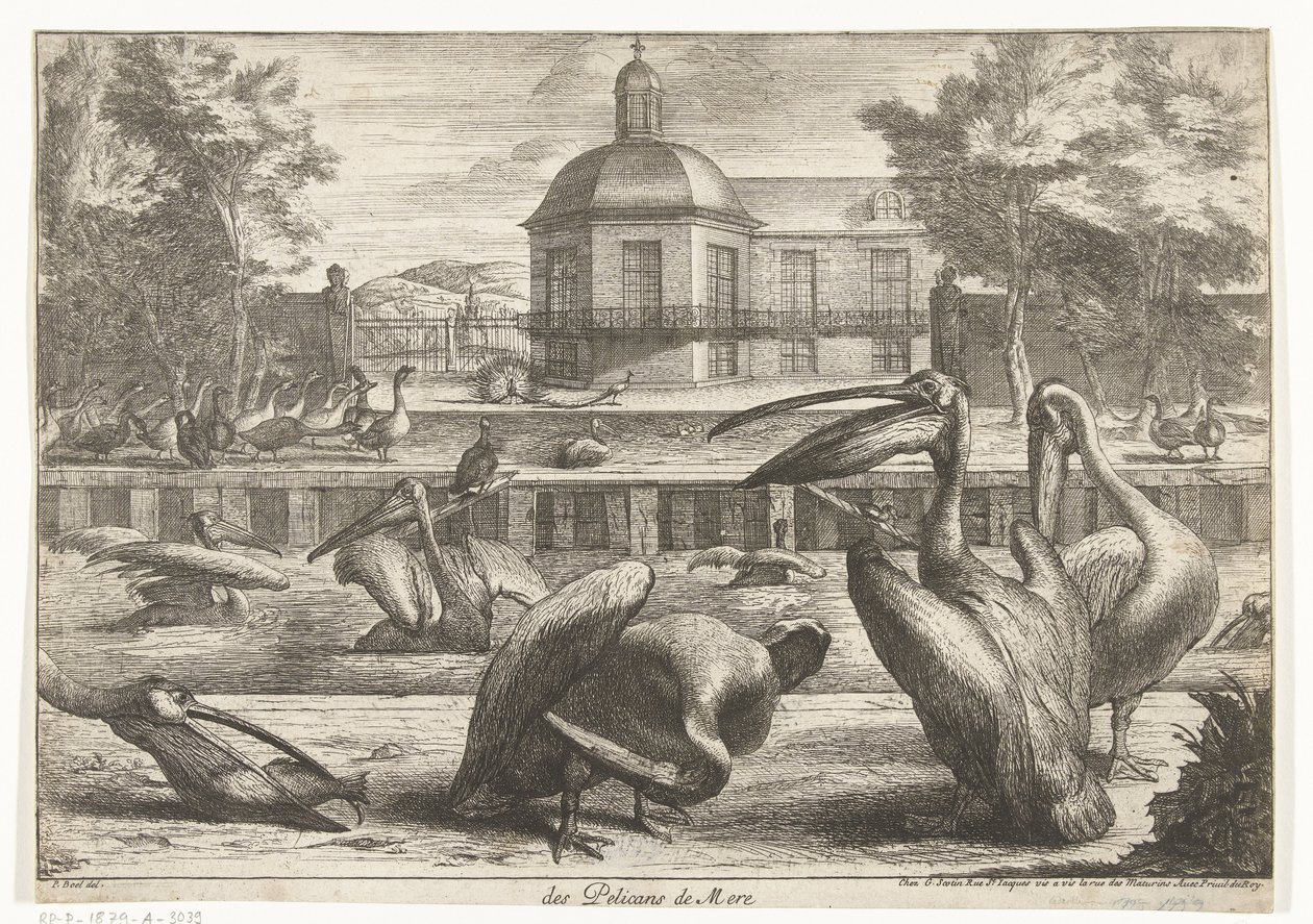 pelikaanit des Pelicans de Mere (otsikko esineessä) Birds from the Menagerie of Versailles (sarjan nimi) tekijältä Peeter Boel (attributed to)