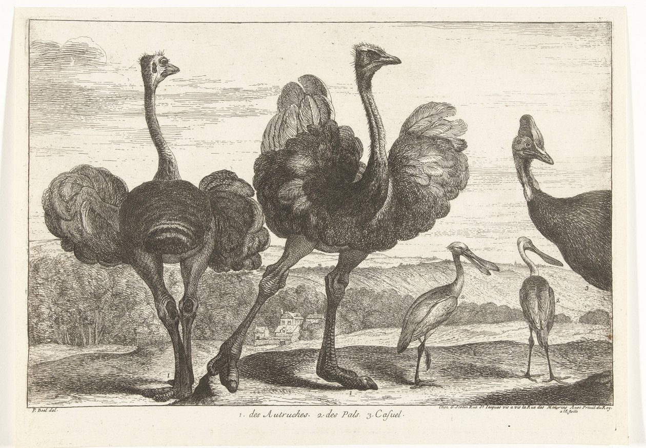 Strutsi, Cassowary ja Spoonbill 1. Autruches. 2. des Pals. c. rento Birds from the Menagerie of Versailles (sarjan nimi) tekijältä Peeter Boel (attributed to)