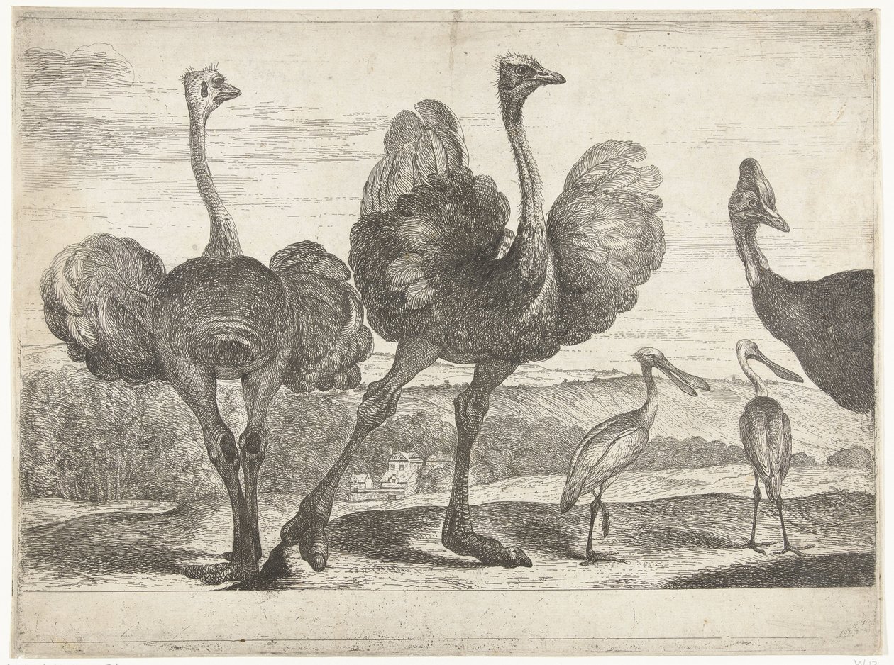 Strutsi, Cassowary ja Spoonbill Birds from the Menagerie of Versailles (sarjan nimi) tekijältä Peeter Boel (attributed to)