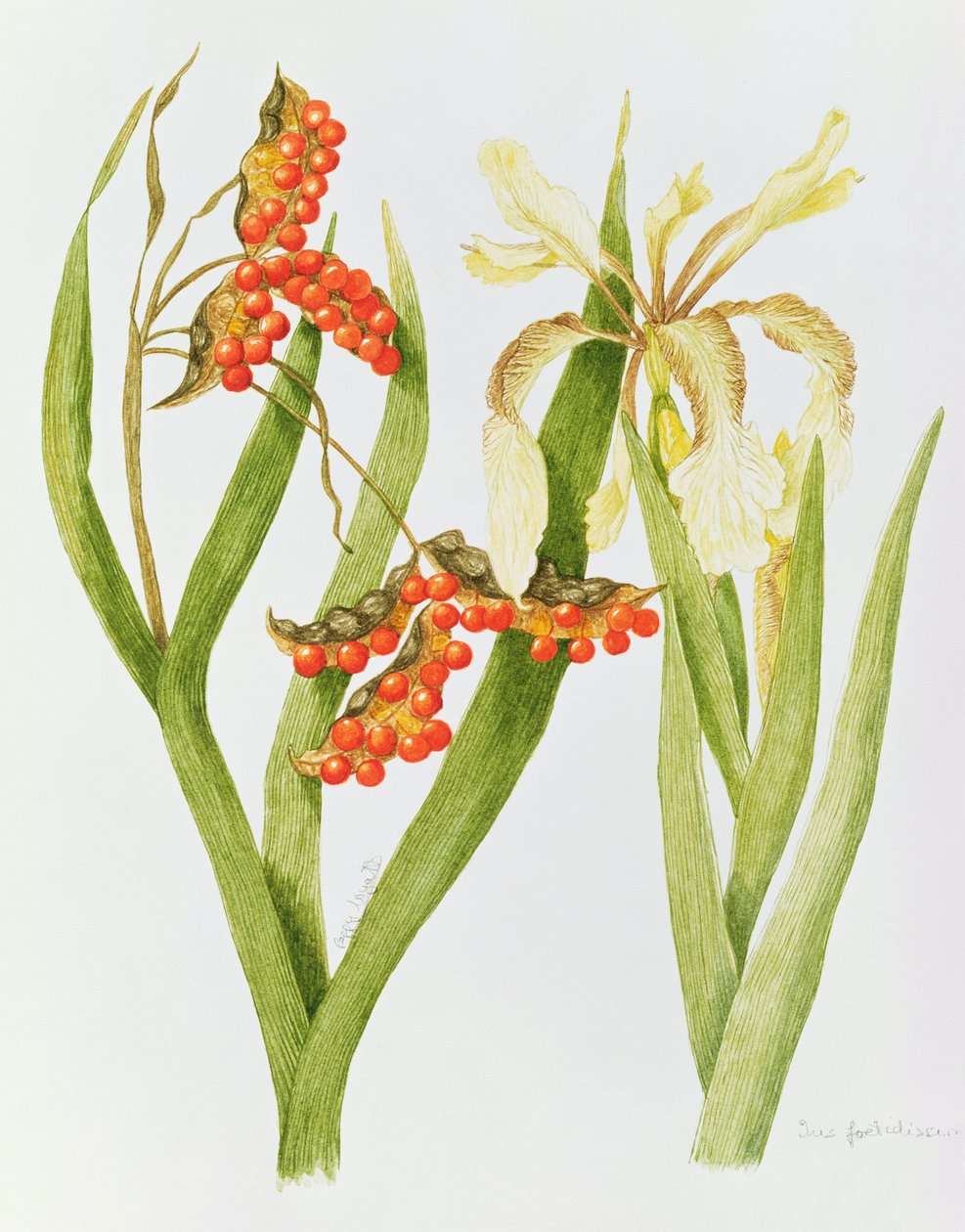 Iris Foetidissima (vesiväri) tekijältä Peggy Wyatt