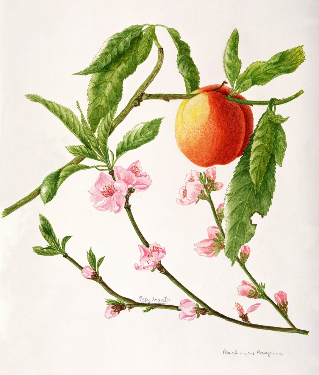 Peach var: Peregrine (akvarelli) tekijältä Peggy Wyatt