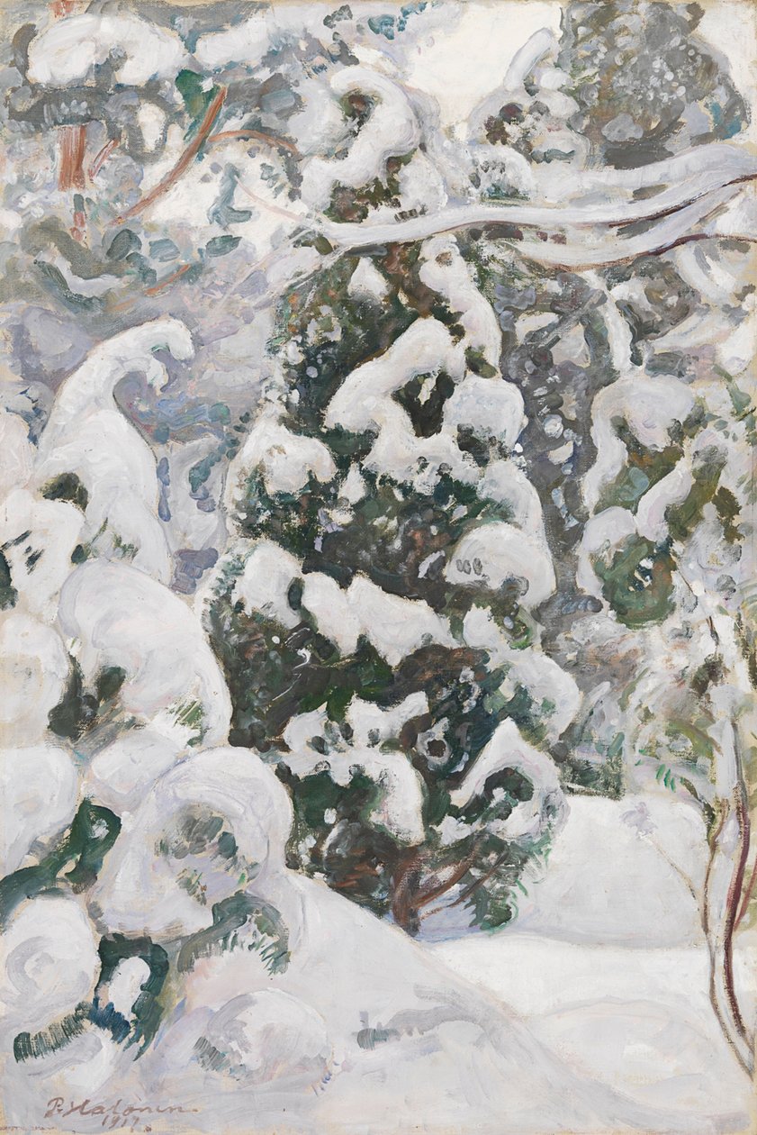 Kataja lumessa tekijältä Pekka Halonen