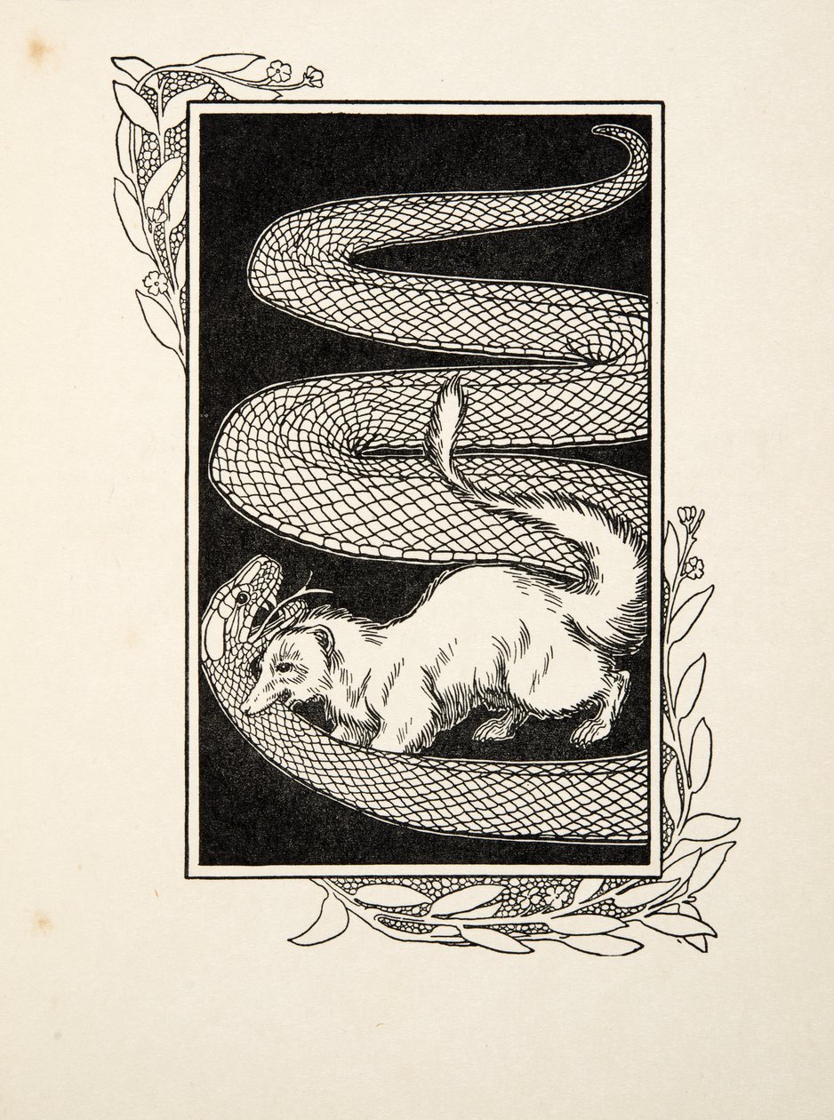 Snake Destroyers, sarjasta A Hundred Anekdotes of Animals, pub. 1924 (kaiverrus) tekijältä Percy J. Billingshurst