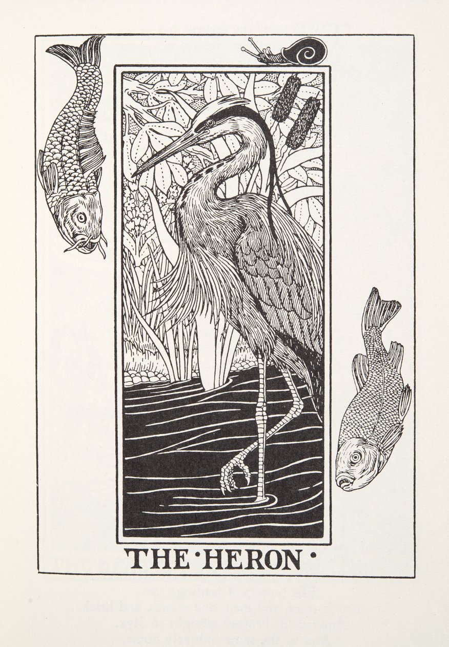 The Heron, Fontaine Fables, pub. 1905 (kaiverrus) tekijältä Percy J. Billingshurst