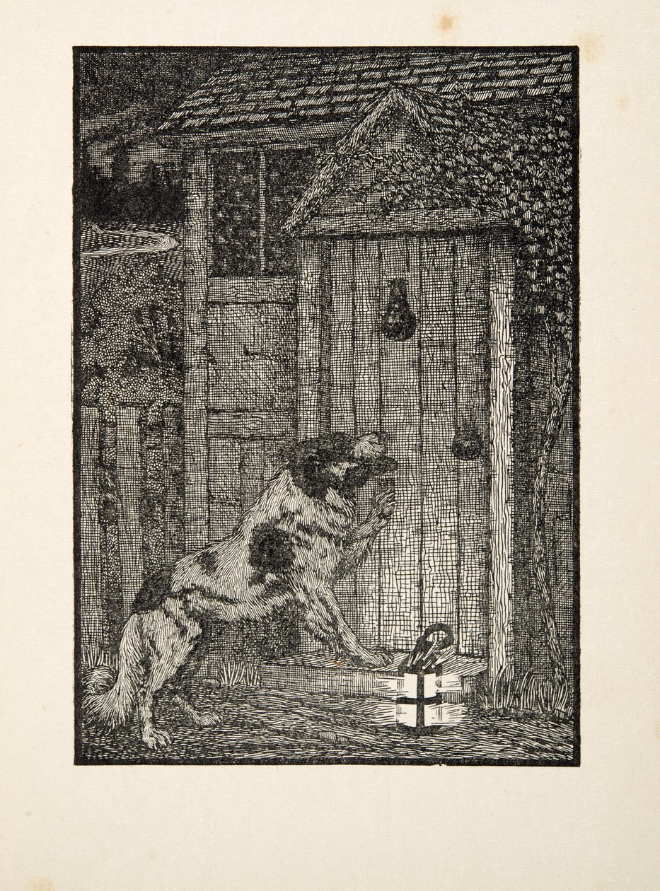 The Newfoundland Dog, sarjasta A Hundred Anekdootes of Animals, pub. 1924 tekijältä Percy J. Billingshurst