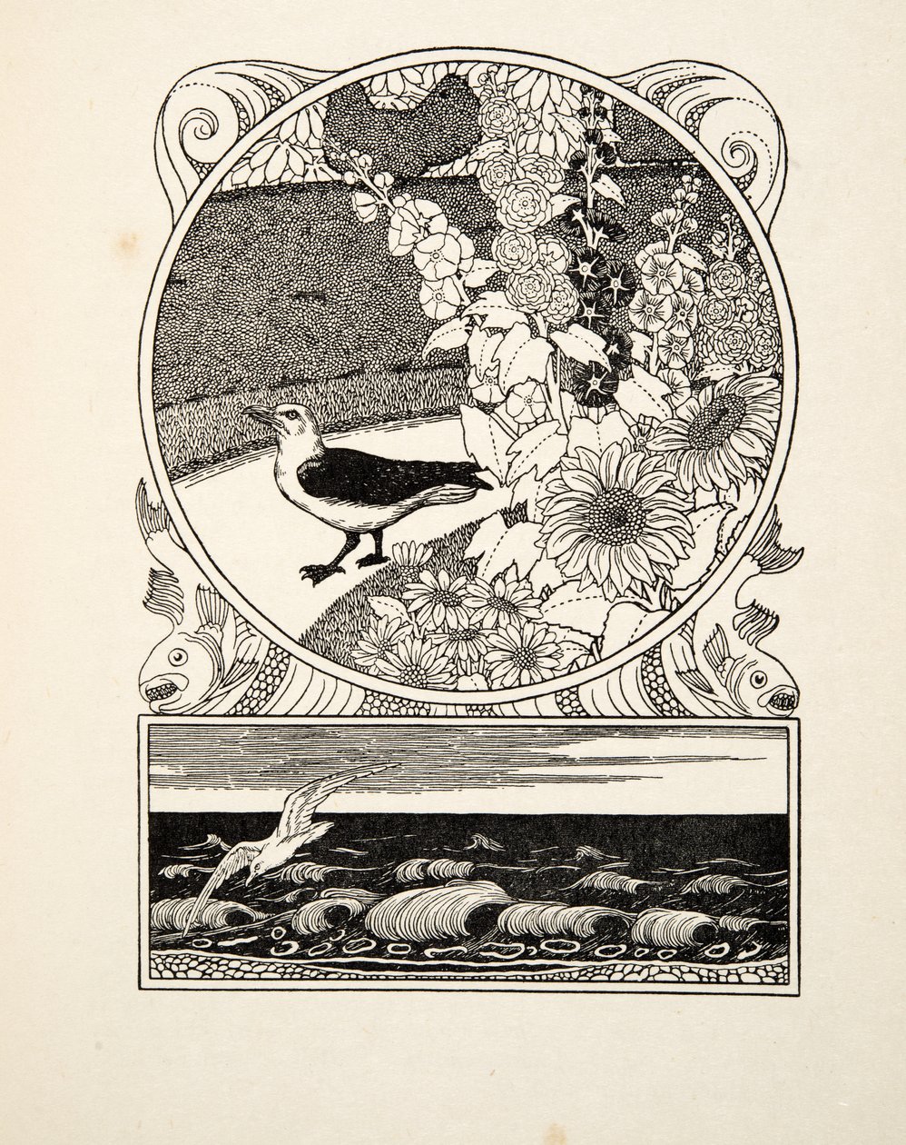 Kesy lokki, sarjasta Sata anekdoottia eläimistä, pub. 1924 (kaiverrus) tekijältä Percy J. Billingshurst