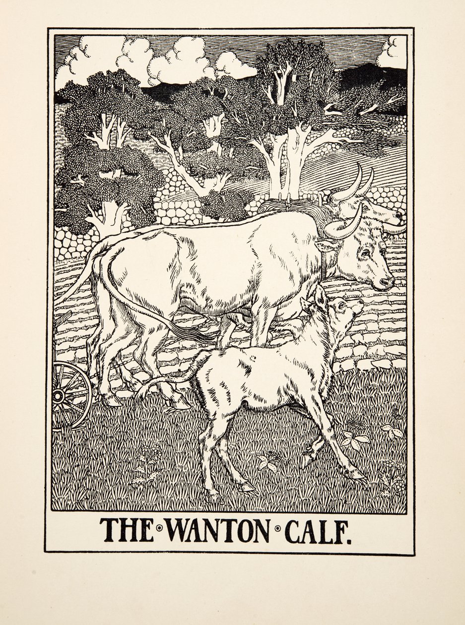 The Wanton Calf, sarjasta A Hundred Fables of Aesop, pub.1903 tekijältä Percy J. Billingshurst