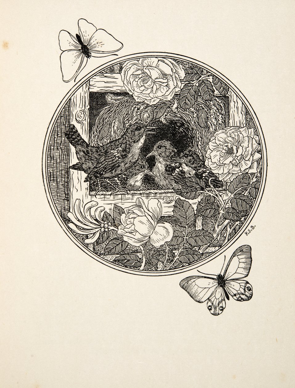 Wrens Learning to Sing, kirjasta A Hundred Anekdootit eläimiä, pub. 1924 tekijältä Percy J. Billingshurst