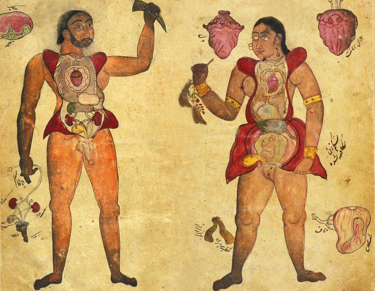 Anatominen kuva miehestä ja naisesta, joilla on omat sisäelimensä, julkaistu Tibb-i Akbarissa, "The Medicine of Akbar" n. 1700 tekijältä Persian School