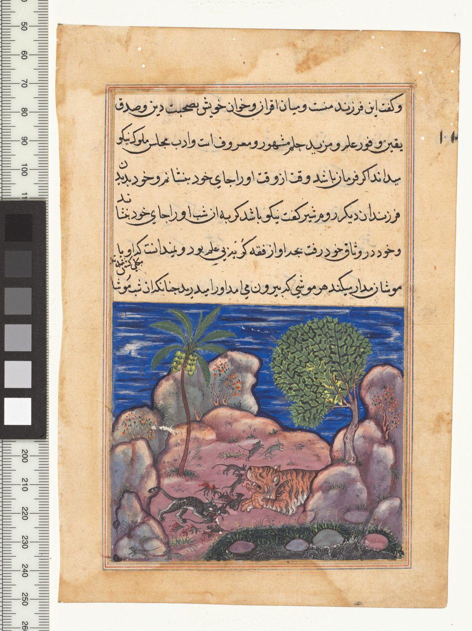 Tarina XV, Kissa hyökkää leijonaa häiritsevien hiirten kimppuun, kuva "Tuti-Namasta", n. 1560. Intia, Mughal, Akbarin hallituskausi, 1500-luku tekijältä Persian School