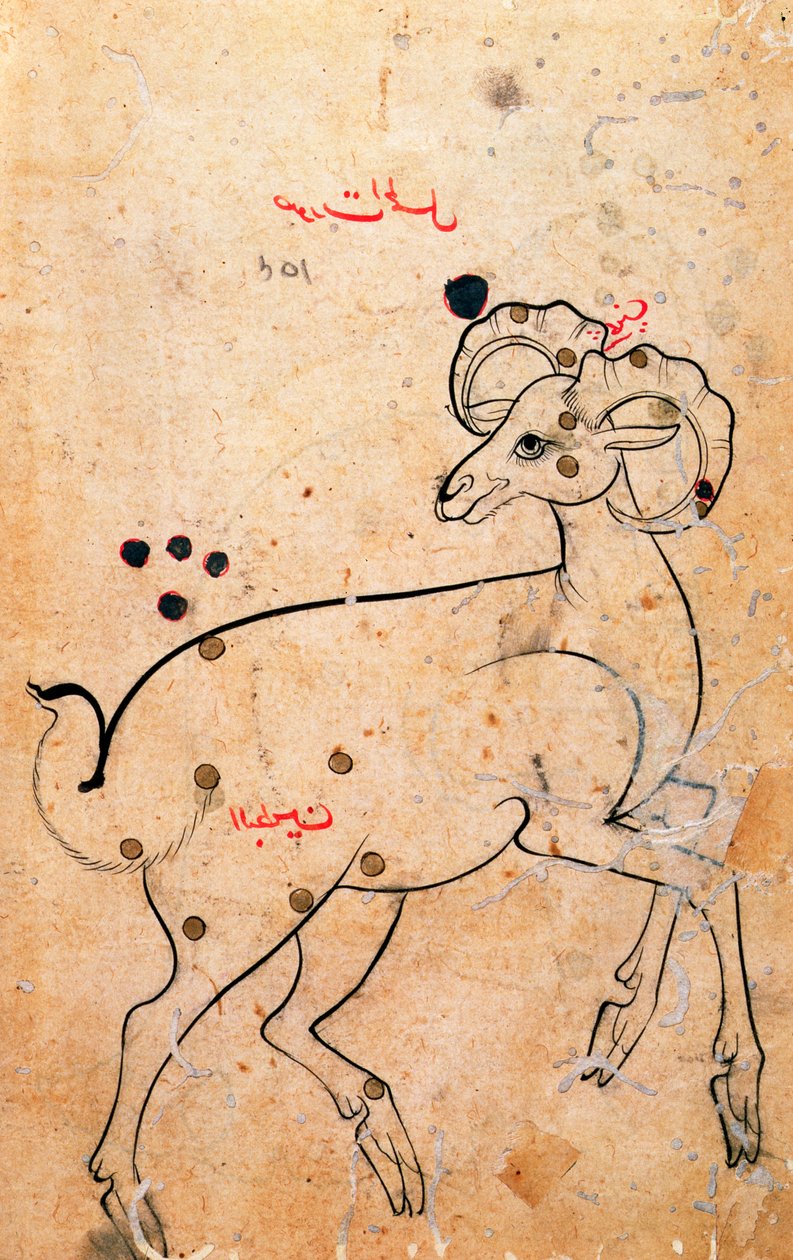 f.154a Oinas, pässi, persialainen, Isfahanista tai Shirazista, n. 1600 (muste paperille) tekijältä Persian School