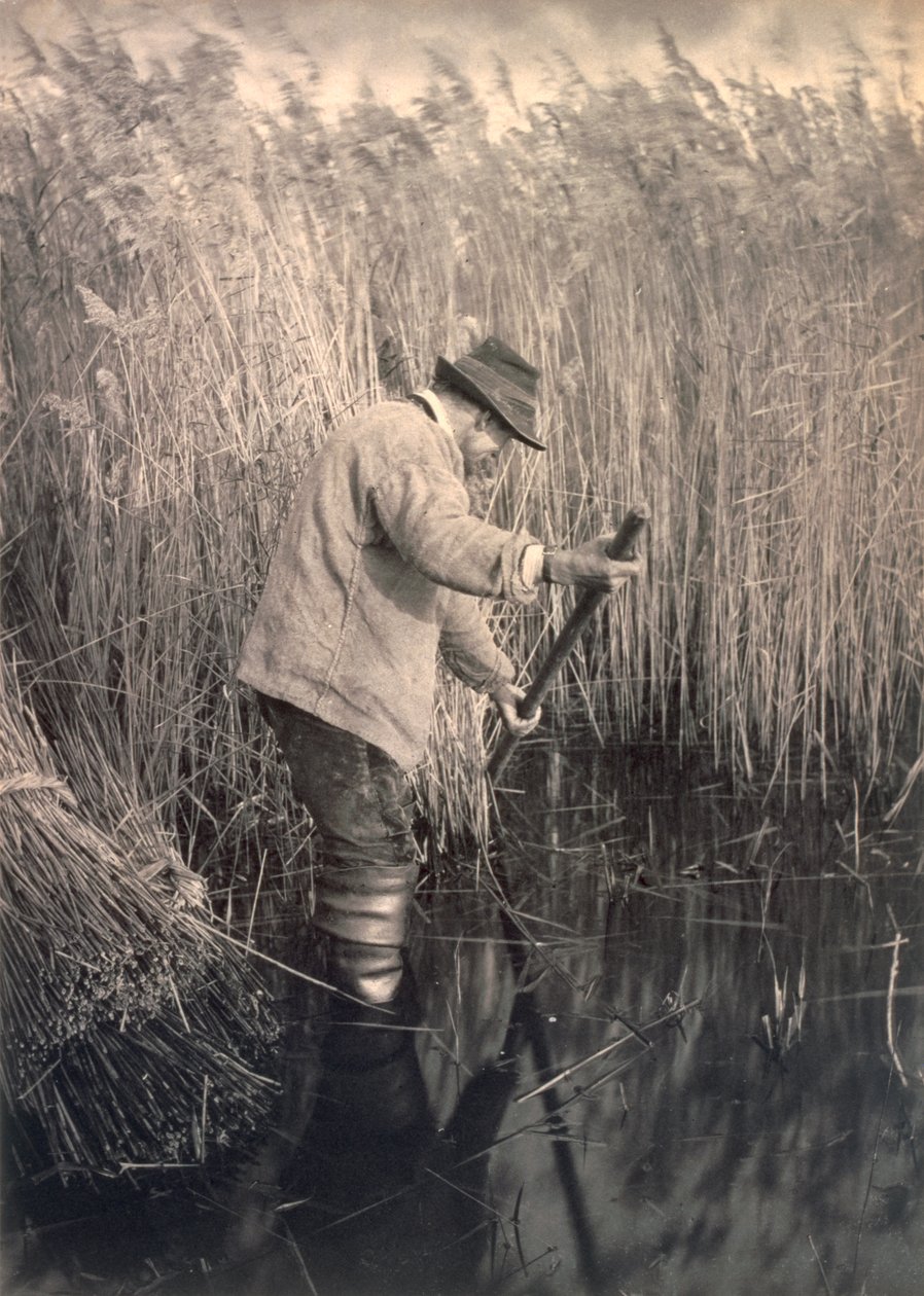 Ruovikonleikkuri työssä, elämää ja maisemaa Norfolkin Broadsilla, noin 1886. tekijältä Peter Emerson und Thomas Goodall