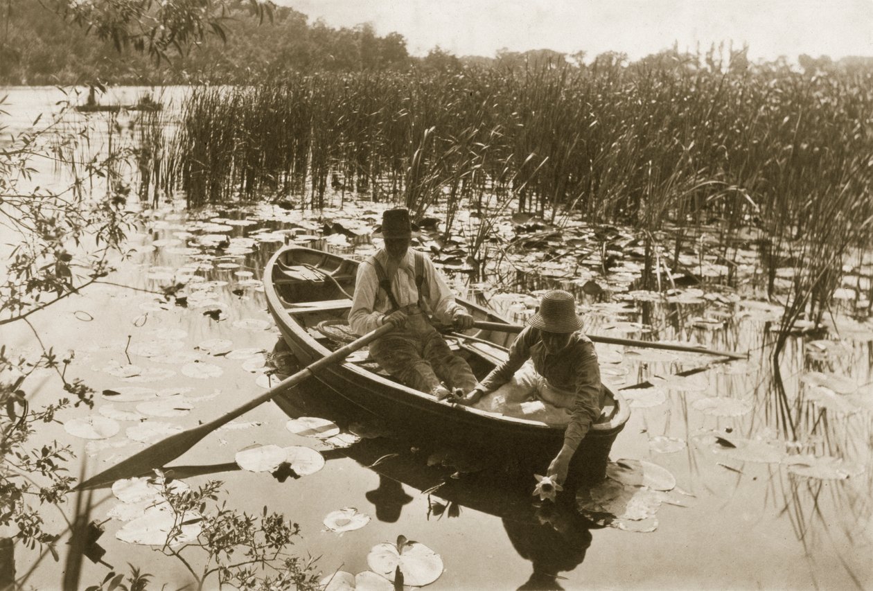Vesililjojen kerääminen, 1886 (valokuva) tekijältä Peter Emerson und Thomas Goodall