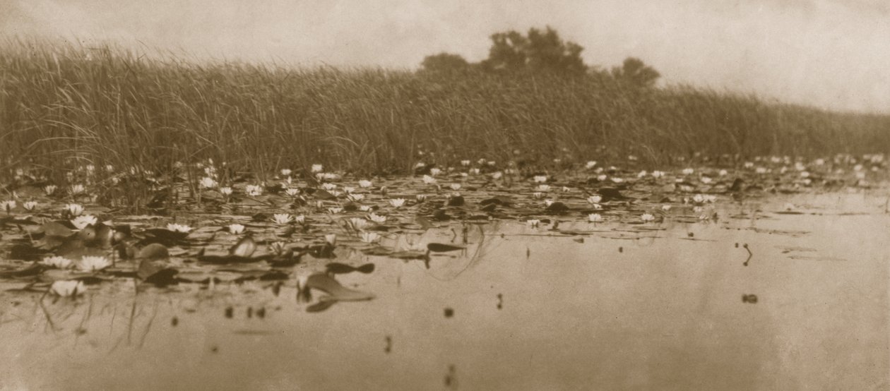 Vesililjat, Elämä ja maisema Norfolk Broadsilla, 1886 tekijältä Peter Emerson und Thomas Goodall