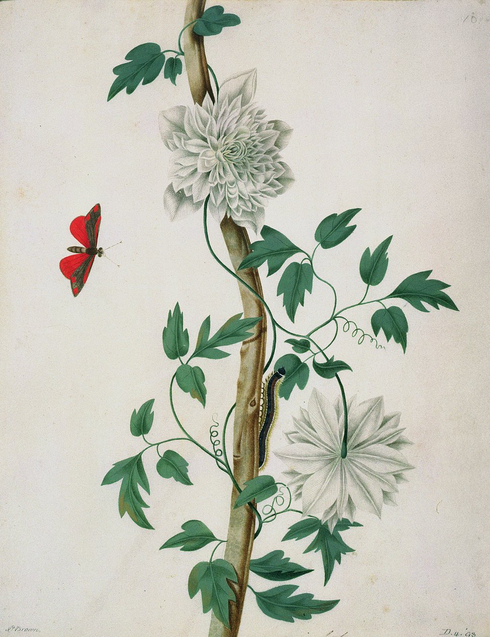 Kukkatutkimukset, 1700-luku (akvarelli) tekijältä Peter Brown