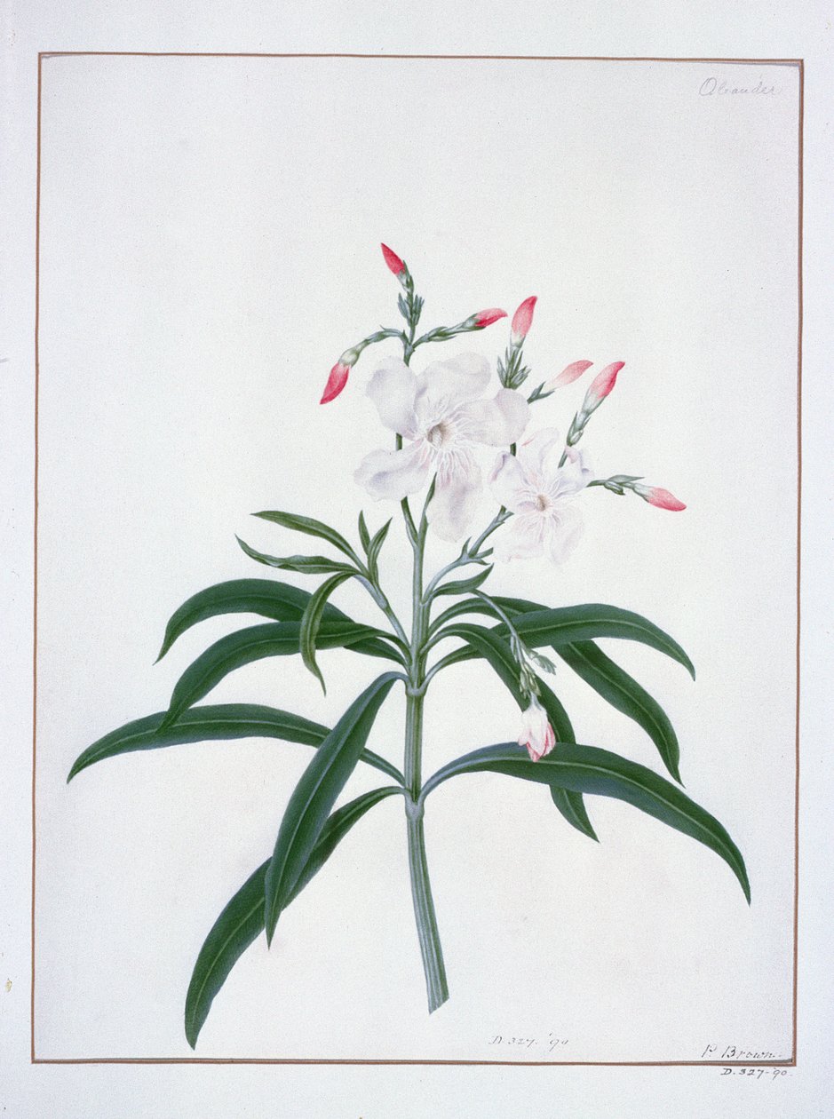 Kukkatutkimukset, 1700-luku (akvarelli) tekijältä Peter Brown