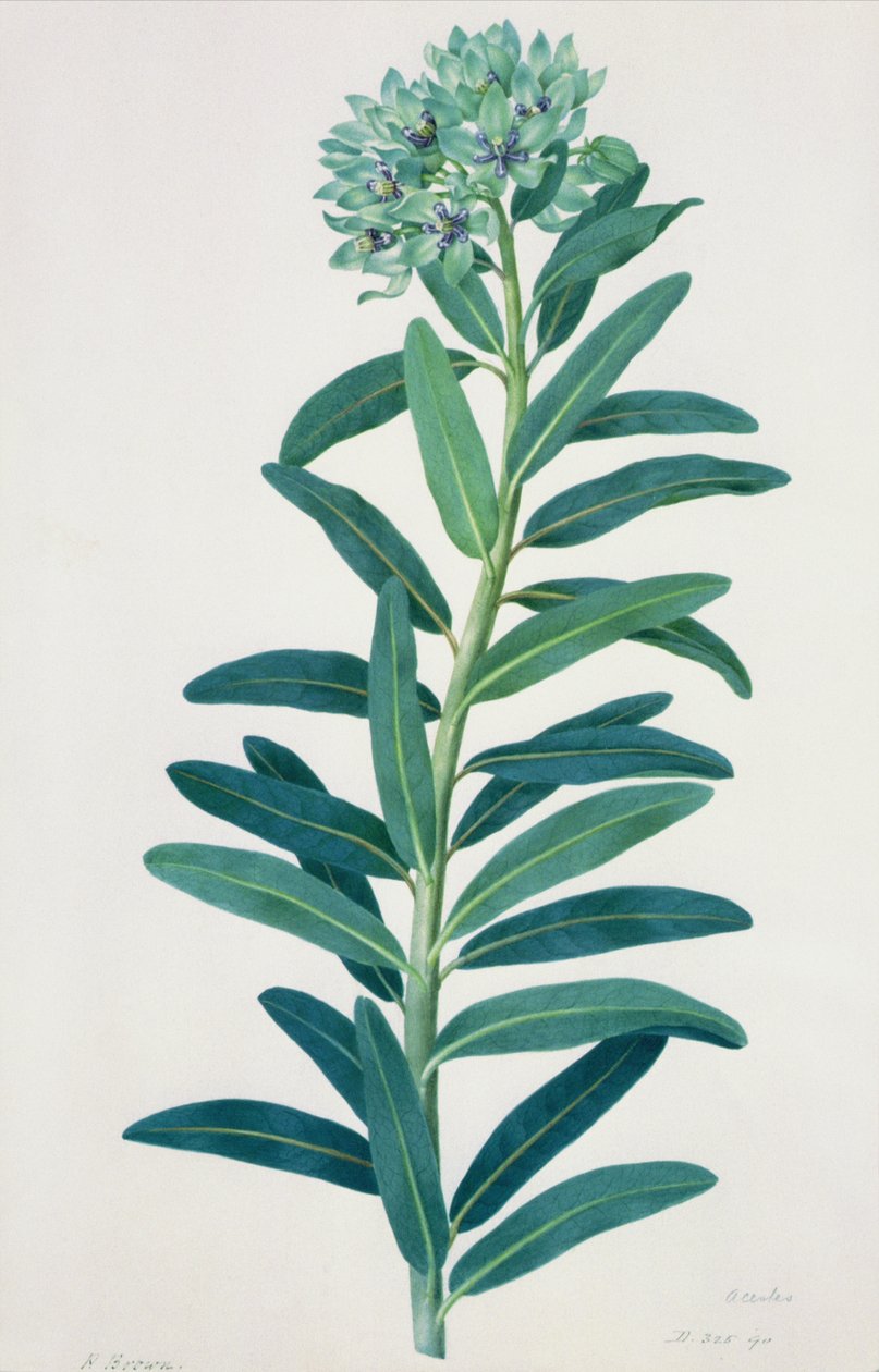 Gladiolit, 1700-luku tekijältä Peter Brown