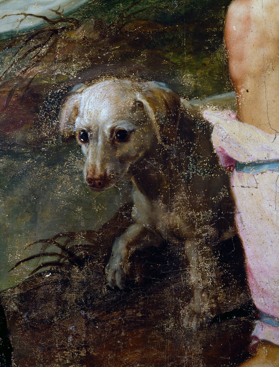 Koira, yksityiskohta syntymästä, Pieter Candidin tai Pieter de Witten maalaus (n. 1548-1628), Alankomaat tekijältä Peter Candid
