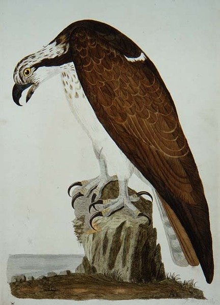 The Bald Buzzard, levy "The British Zoology, Class II: Birds", kaiverrus Peter Mazell (fl.1761-97) 1766 (kaiverrus) tekijältä Peter (after) Paillou