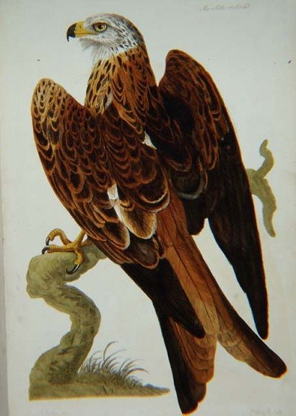 Leija (Milvus milvus) tai Glead, levy julkaisusta "The British Zoology, Class II: Birds", kaiverrus Peter Mazell (fl.1761-97) 1766 (kaiverrus) tekijältä Peter (after) Paillou
