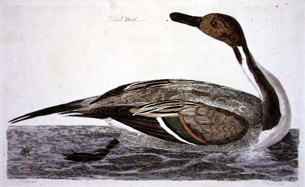 Turskasorsa (Anas acuta), laatta teoksesta "The British Zoology, Class II: Birds", kaivertaja Peter Mazell (1761-97) 1766 (kaiverrus). tekijältä Peter (after) Paillou