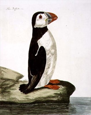 Puffin (Fratercula arctica) -levy julkaisusta "The British Zoology, Class II: Birds", kaiverrus Peter Mazell (fl.1761-97) 1766 (kaiverrus) tekijältä Peter (after) Paillou