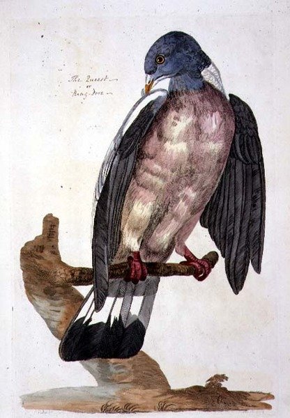 Queest tai Ring Dove, levy julkaisusta "The British Zoology, Class II: Birds", kaiverrus Peter Mazell (fl.1761-97) 1766 (kaiverrus) tekijältä Peter (after) Paillou