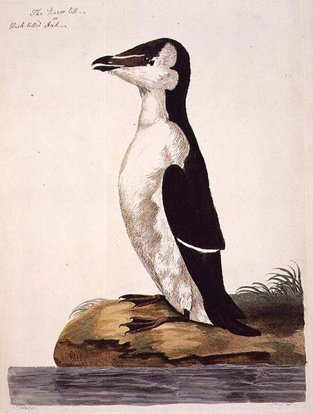 Razorbill (Alca torda) tai Black-Billed Auk, levy teoksesta "The British Zoology, Class II: Birds", kaivertaja Peter Mazell (1761-97) 1766 (kaiverrus). tekijältä Peter (after) Paillou