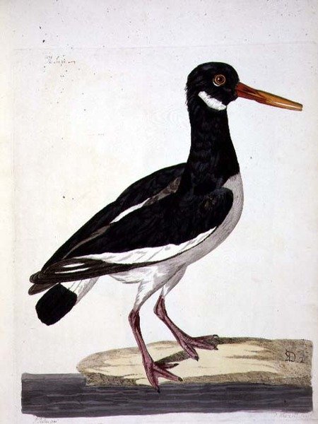Sea Pie tai Oystercatcher (Haematopus ostralegus) -levy julkaisusta "The British Zoology, Class II: Birds", kaiverrus Peter Mazell (fl.1761-97) 1766 (kaiverrus) tekijältä Peter (after) Paillou