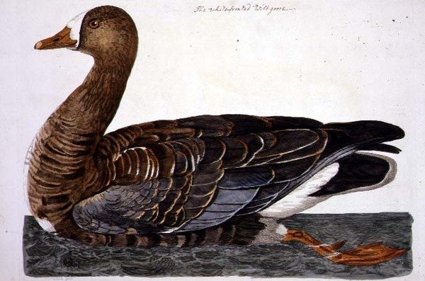 White-Fronted Goose (Anser albifrons) -levy 
