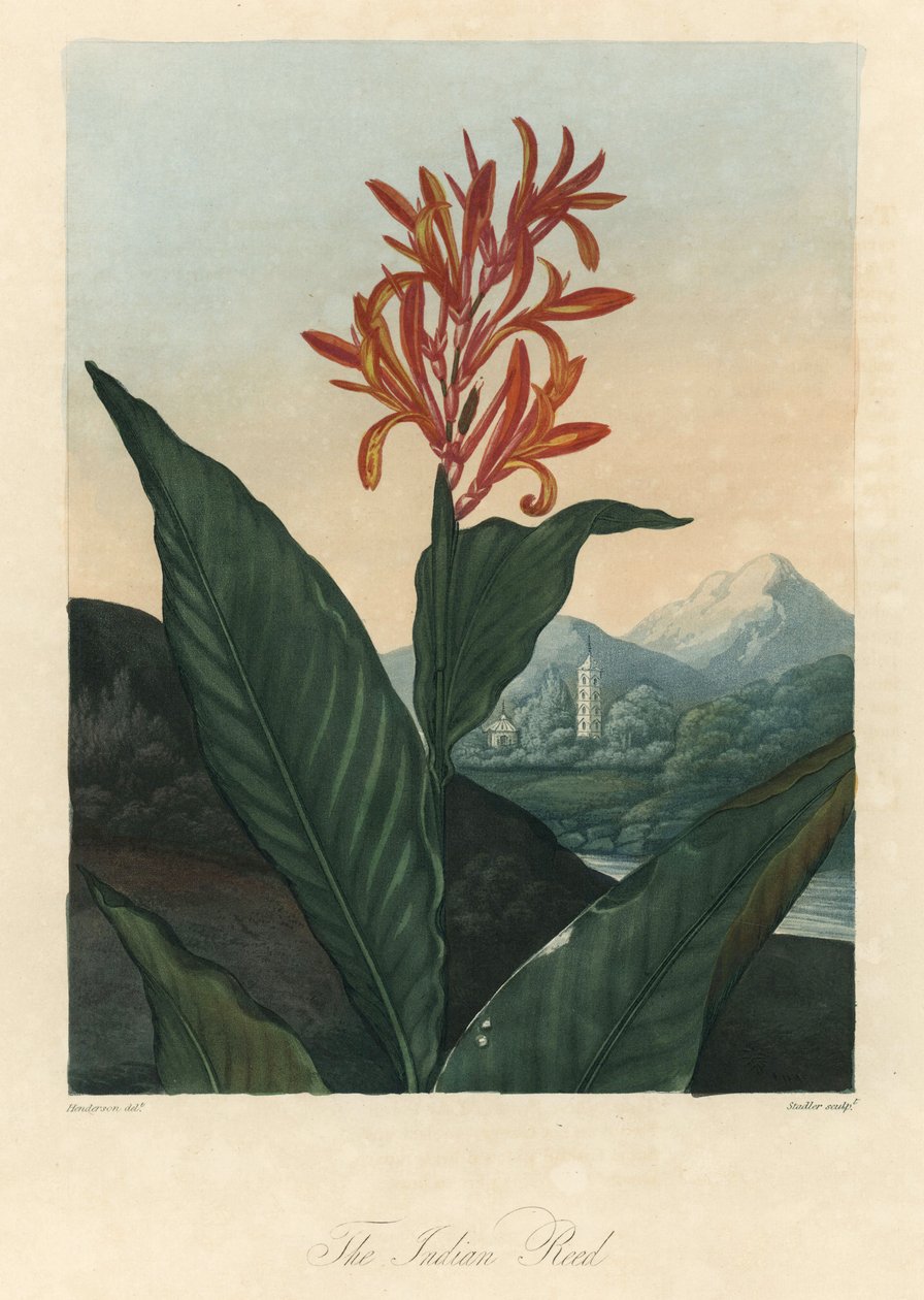 Punainen tai Conflore- tai Toloman Forte -vesi, Dr. Robert Thorntonin (1768-1837) teoksesta The Temple of Flora (Flora-temppeli) tekijältä Peter Charles (after) Henderson
