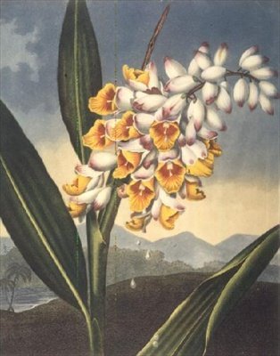 Nodding Renealmia, kaiverrus Caldwall, "The Temple of Flora" Robert Thornton, pub. 1801 (värinen kaiverrus) tekijältä Peter Charles (after) Henderson