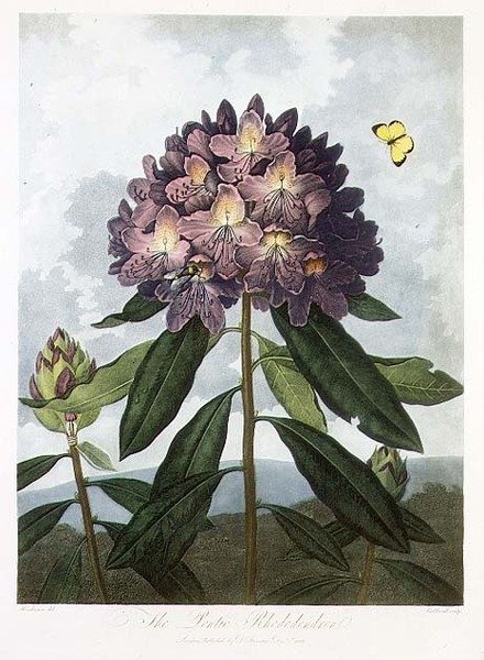 Pontic Rhododendron, Caldwellin kaiverrus, Robert Thorntonin teoksesta "The Temple of Flora", pub. 1802 (värilitro) tekijältä Peter Charles (after) Henderson