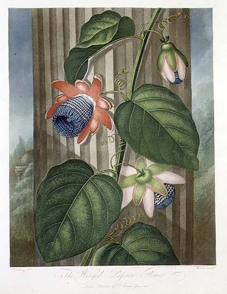 Winged Passion Flower, kaiverrus Warner, "The Temple of Flora" Robert Thornton, pub. 1802 (väri litho) tekijältä Peter Charles (after) Henderson