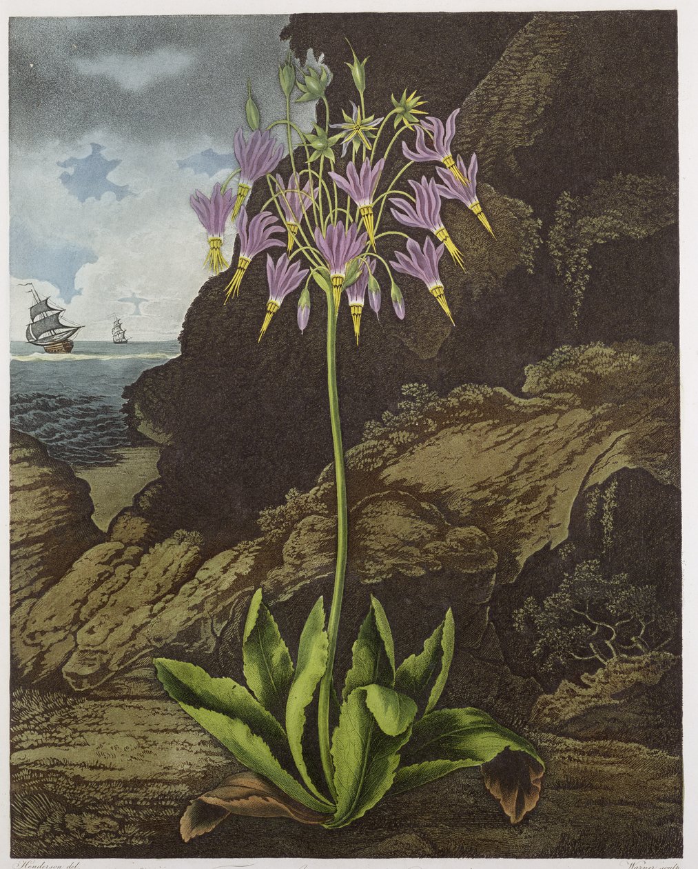 American Cowslip, Warnerin kaiverrus, Robert Thorntonin teoksesta 