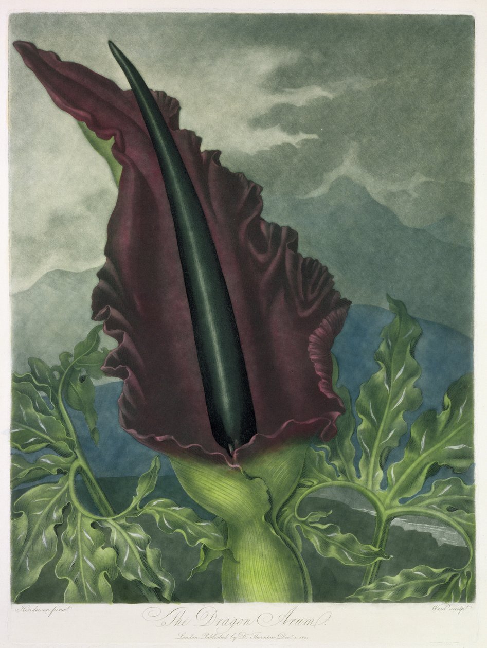 The Dragon Arum, kaiverrus Ward, "The Temple of Flora", Robert Thornton, pub. 1801 tekijältä Peter Charles Henderson