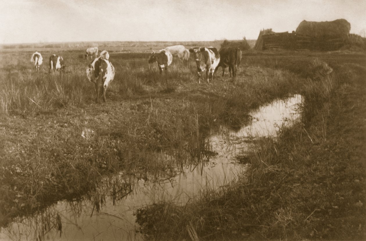 Nauta Marshissa, noin 1886 tekijältä Peter Emerson und Thomas Goodall