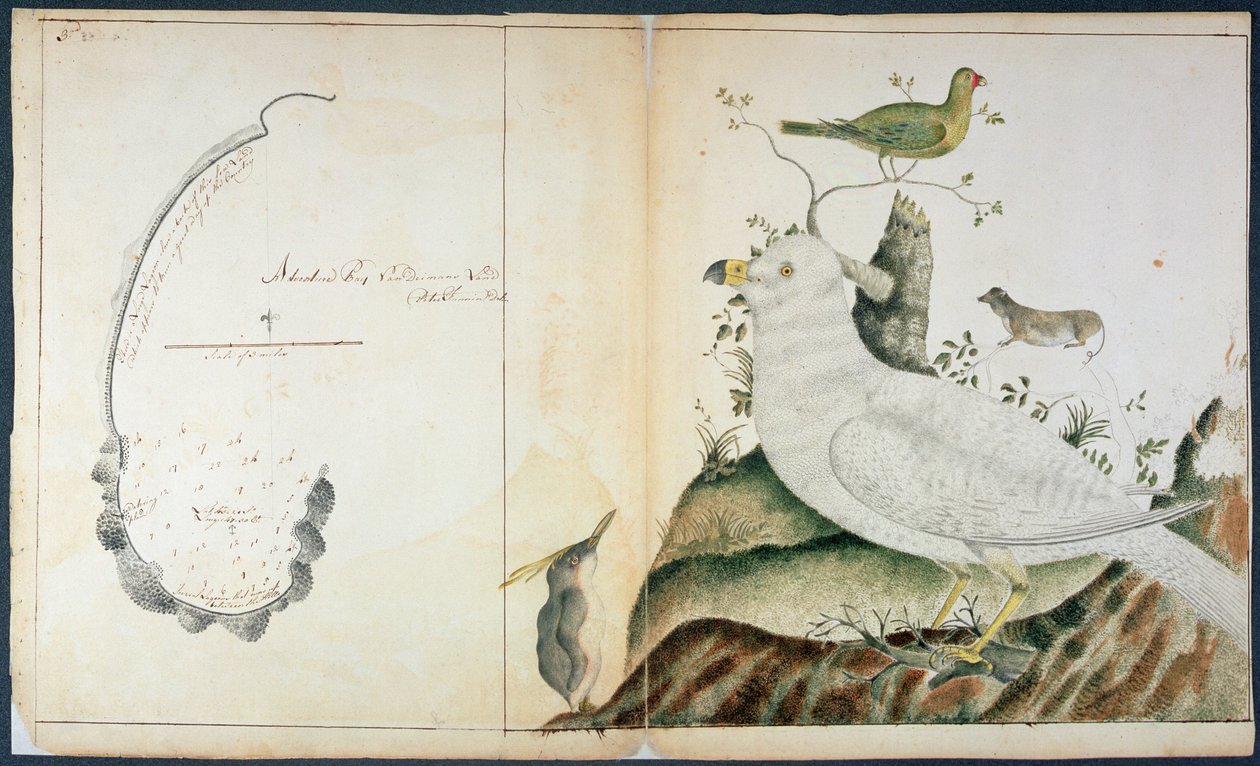 Adventure Bayn kartta, Van Diemenin maa, n. 1773 (akvarelli paperille) tekijältä Peter Fannin