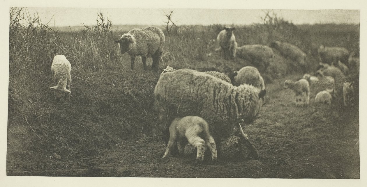 Pastoraalinen marssi (Suffolk) tekijältä Peter Henry Emerson